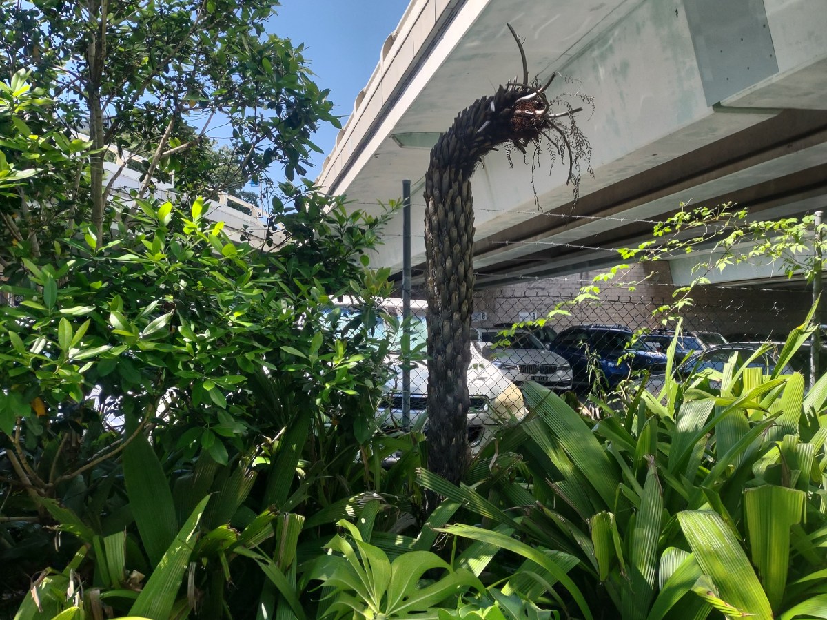 Queen’s wharf and the death of&nbsp;plants