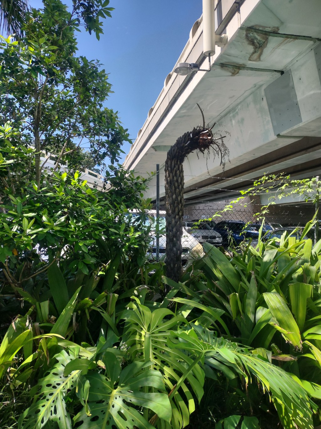 Queen’s wharf and the death of&nbsp;plants